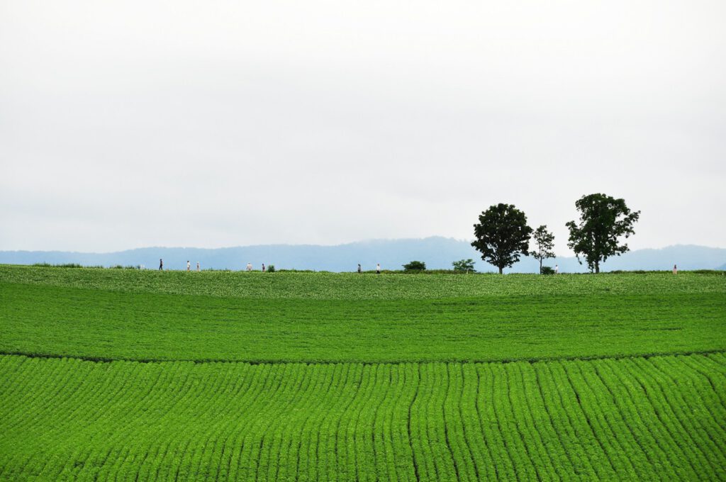 a green field with two trees in the distance